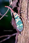 IMG_0682e1-