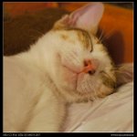 DSC00740