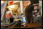DSC00800