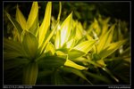 DSC00460