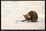 IMG_2641-