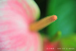 YIP_1748 new
