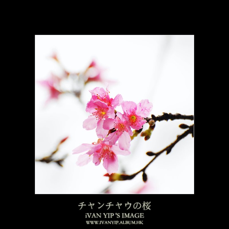 圖檔