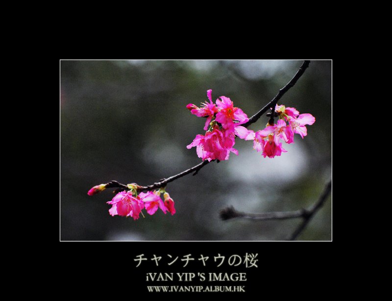 圖檔