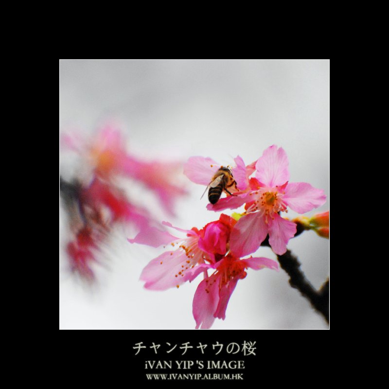 圖檔