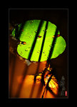 YIP_2024 new2