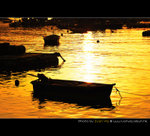 YIP_0942 new
