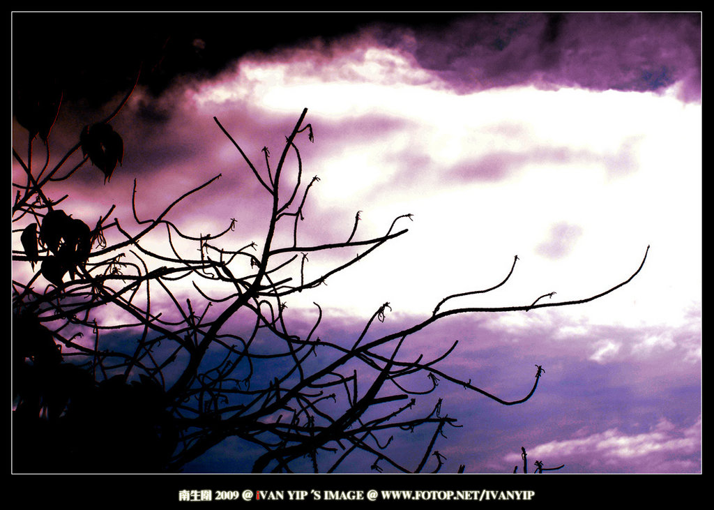 �n�ͳ�2009