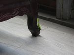 IMG_5518