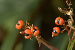 _MG_0657
