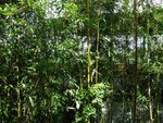 �˪L