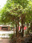 DSCN7325