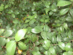 DSCN7330