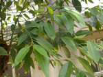 DSCN7351