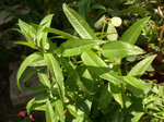 DSCN7354