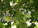 DSCN7374