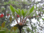 IMG_0041
