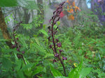 IMG_0086