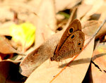 30. �x�W�i���D�ؽ�(�潺��) .jpg