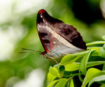 31. ����a�潺(�潺��)