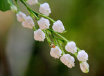 33.  ��ζ�D�M���K�쪺�G�����P