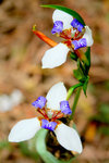 41. �ڦ���(�����)
