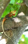 Anole