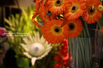 TIMG_1658