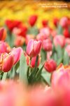 TIMG_3329