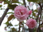 DSCF2823