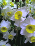 NewYear-NARCISSUS