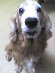 Dog@home-COOKIE