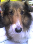 Dog@petshop