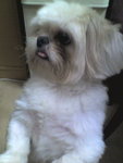 Dog@home-PORKCHOP