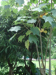 HongKong Zoological & Botanical Gardens-2