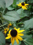 HongKong Zoological & Botanical Gardens-3
