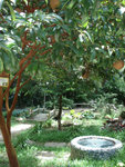 HongKong Zoological & Botanical Gardens-4