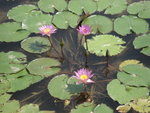 HongKong Wetland Park-2