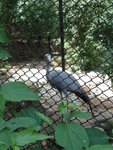 HongKong Zoological & Botanical Gardens-5
