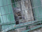 HongKong Zoological & Botanical Gardens-6