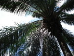 
HongKong Zoological & Botanical Gardens-10