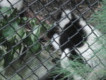 HongKong Zoological & Botanical Gardens-9