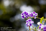IMG_1693R1