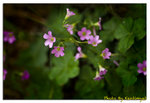 DSC_0913a