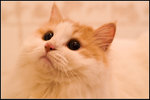 PICT0033