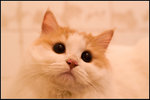 PICT0038