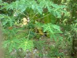 P140908_09.34[01]