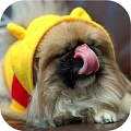 :: Vivi ::