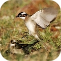 :: Birds ::
