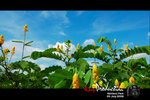 DSC_7935_2[1]